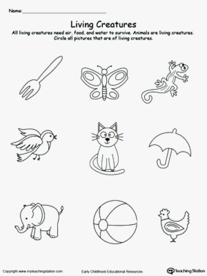 21 Printable Worksheets For Kindergarten Science
