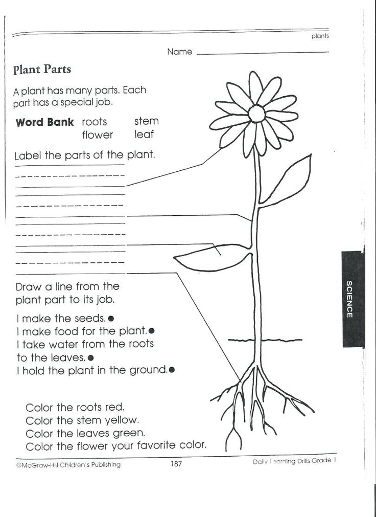 21 Science Worksheets For 1St Grade