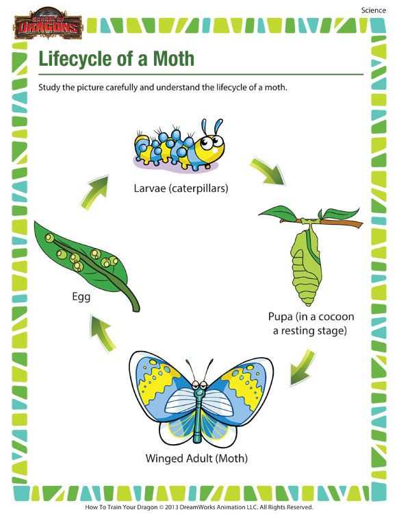 21 Science Worksheets For 1St Grade